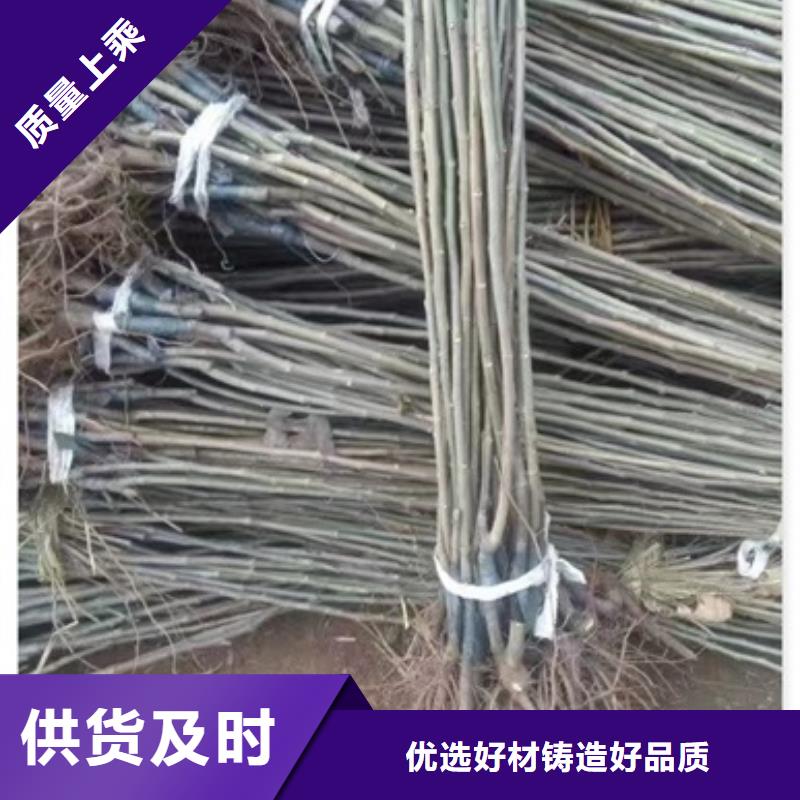 板栗苗山楂苗质量无忧