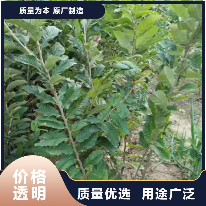 板栗苗梨树苗买的放心安兴用的舒心