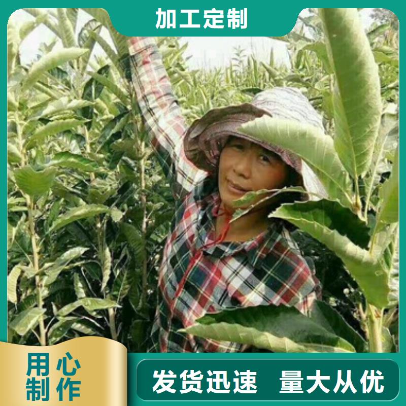 板栗苗厂家批发价