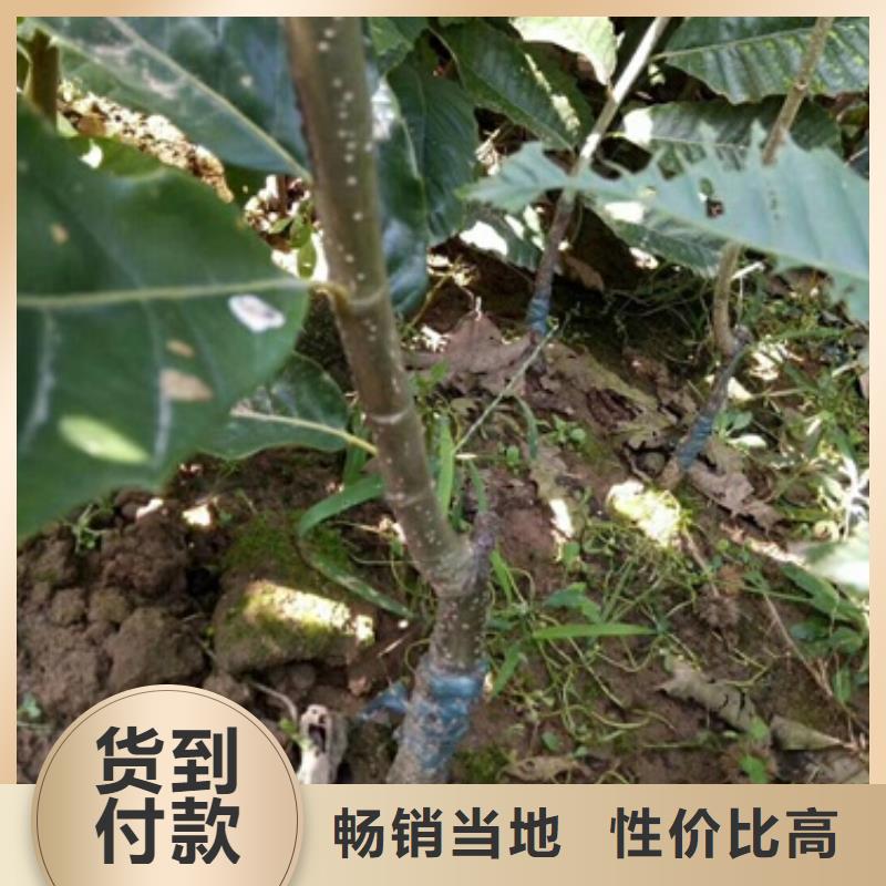 板栗苗花椒苗工程施工案例
