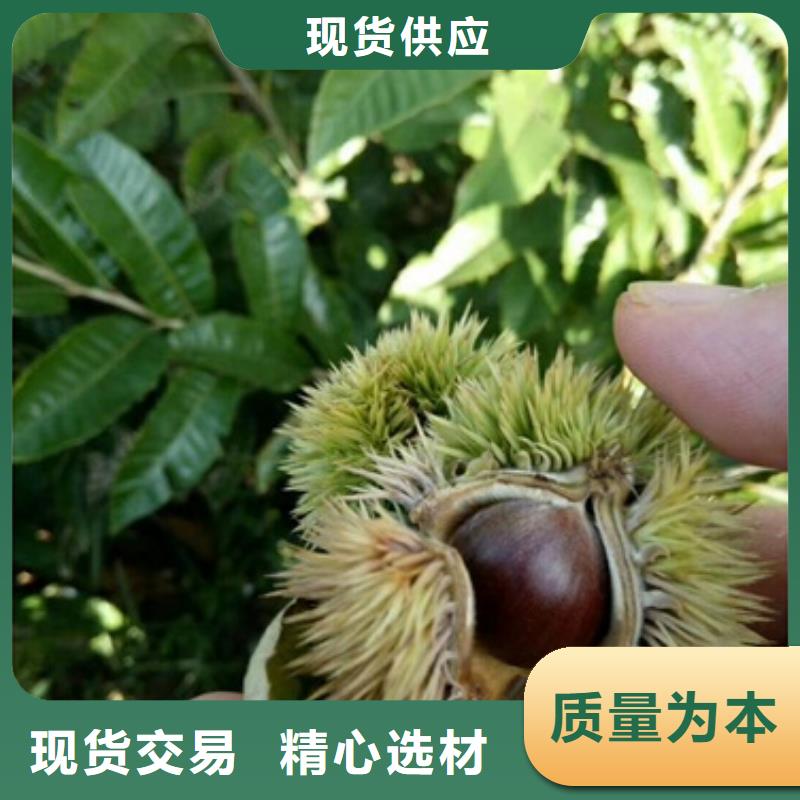 板栗苗实体诚信厂家