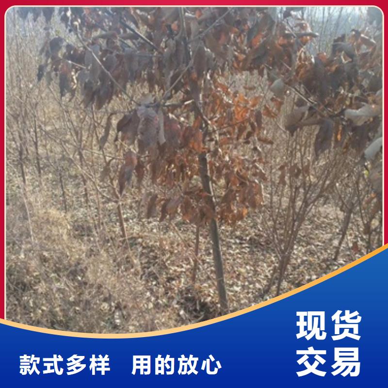 板栗苗山楂苗质量无忧