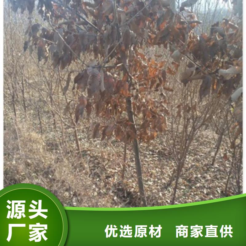 板栗苗梨树苗买的放心安兴用的舒心