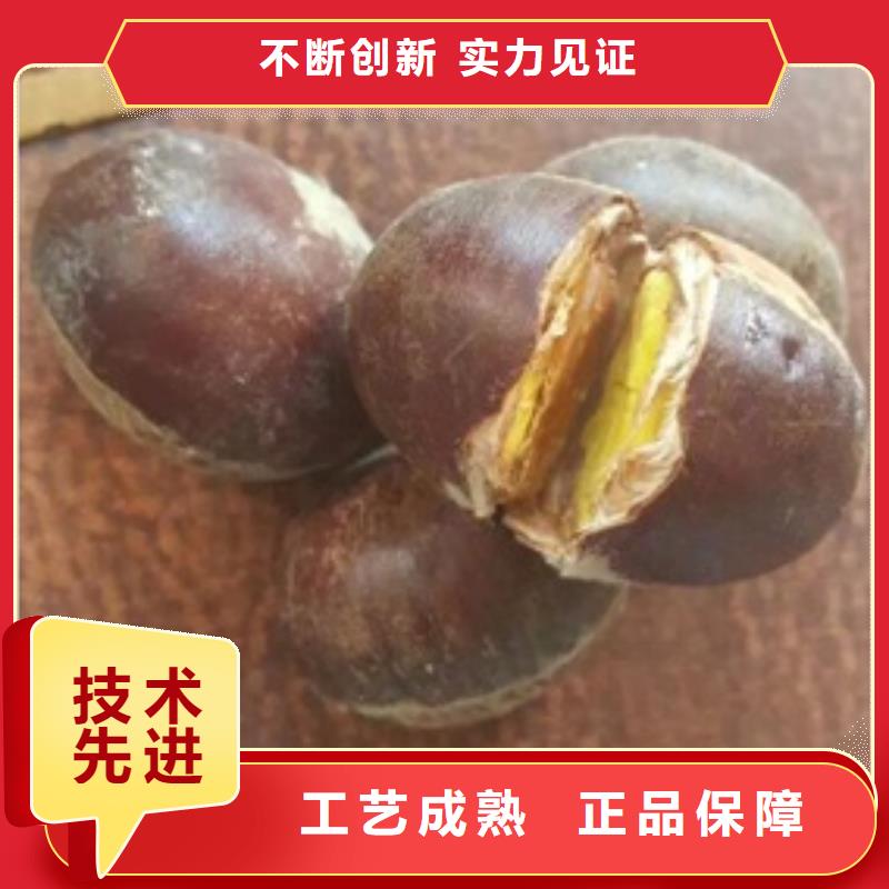 板栗苗厂家批发价