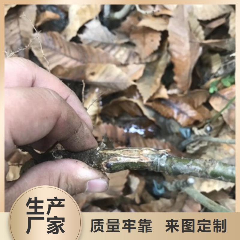 板栗苗山楂苗质量无忧