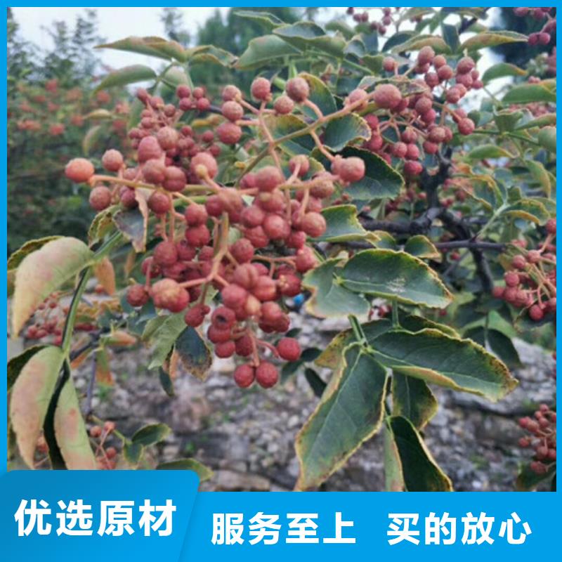 花椒苗板栗苗使用方法
