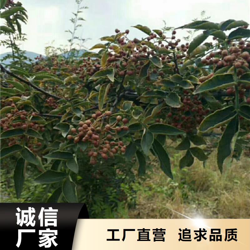 花椒苗桃树苗厂家直接面向客户