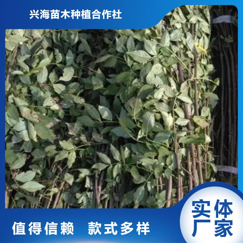 花椒苗梨树苗经久耐用