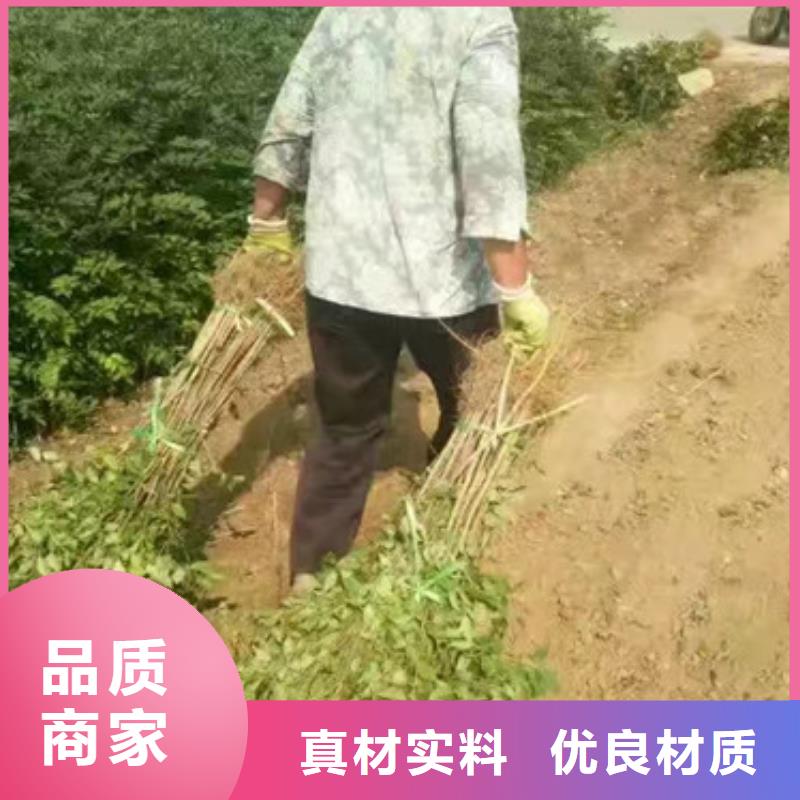 花椒苗梨树苗经久耐用