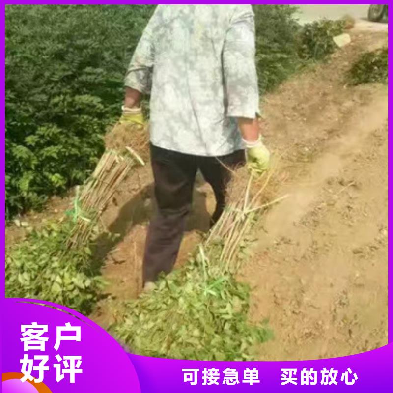 花椒苗桃树苗厂家直接面向客户