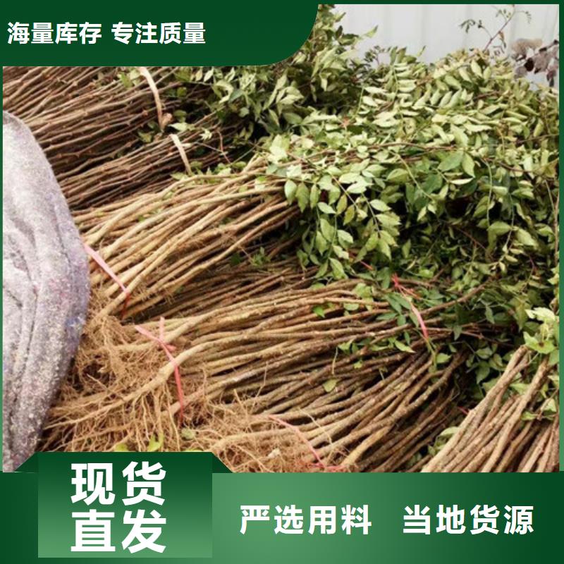 花椒苗桃树苗厂家直接面向客户