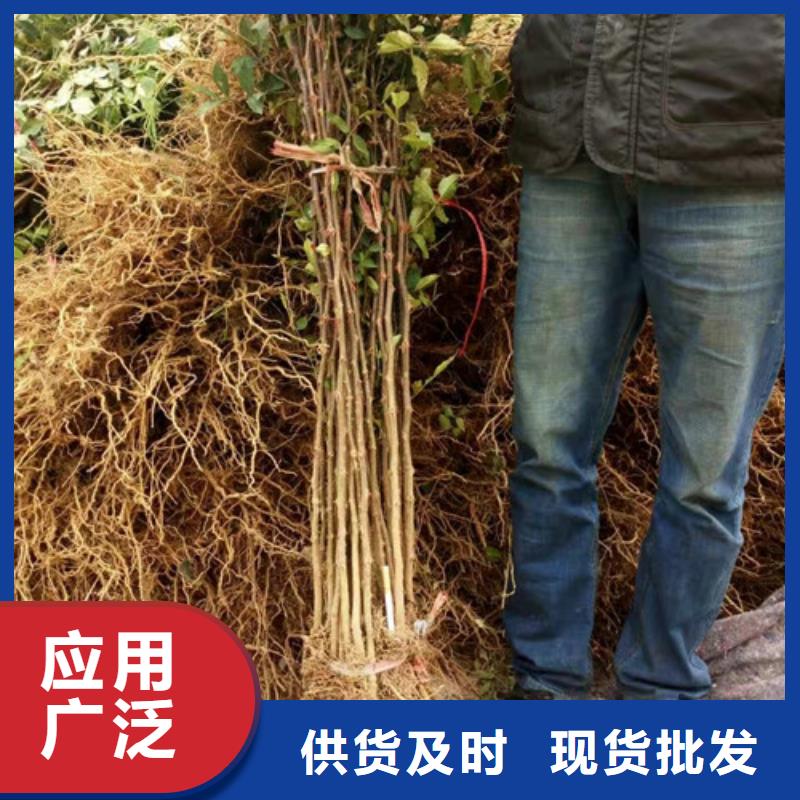 花椒苗_板栗苗质检严格放心品质