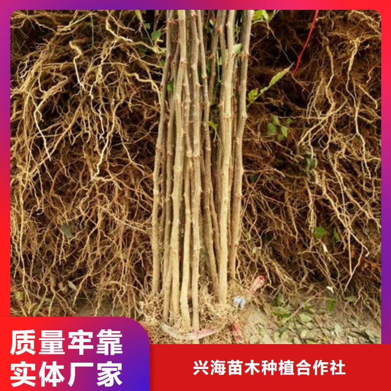 花椒苗_板栗苗质检严格放心品质