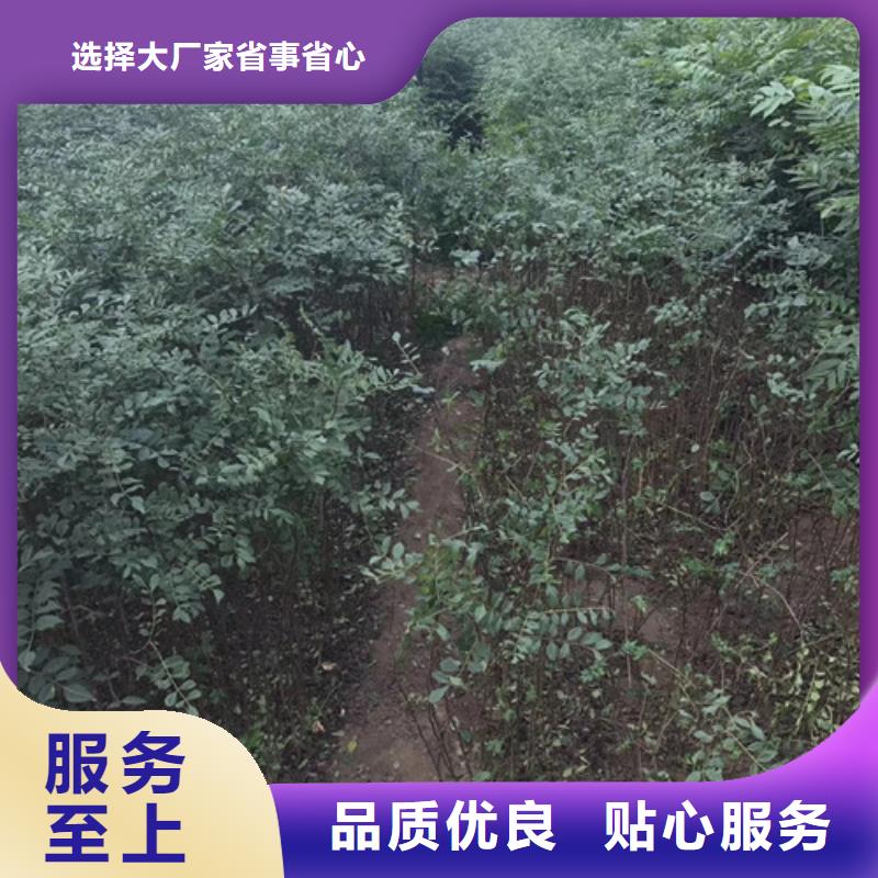 花椒苗板栗苗使用方法