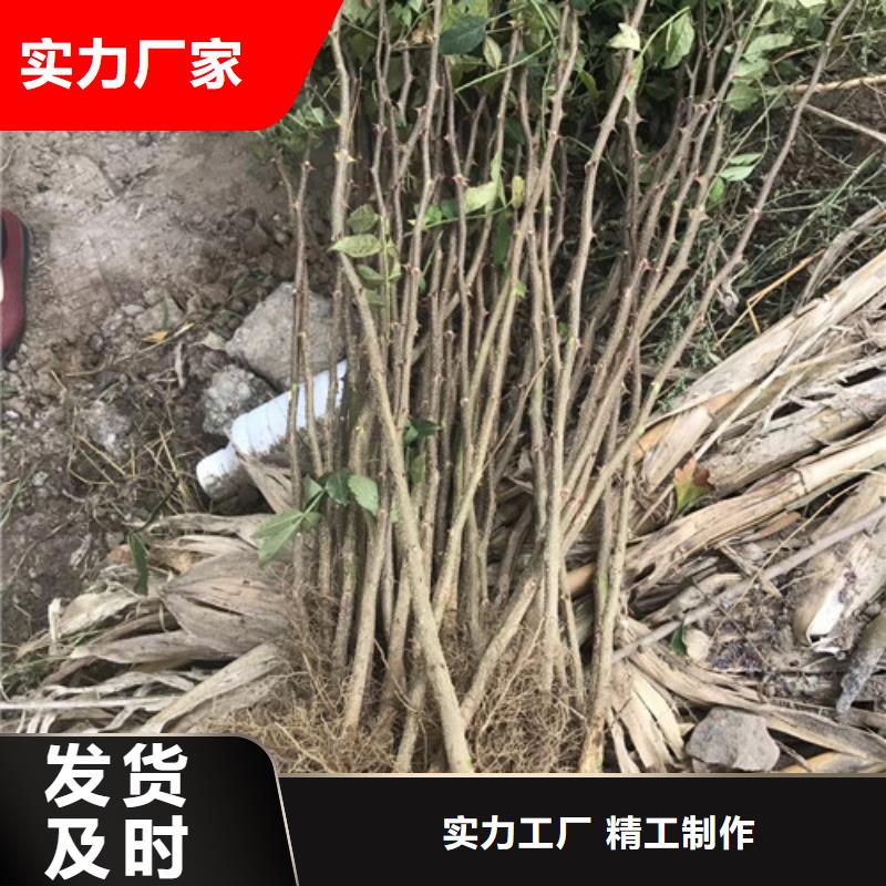 花椒苗板栗苗使用方法