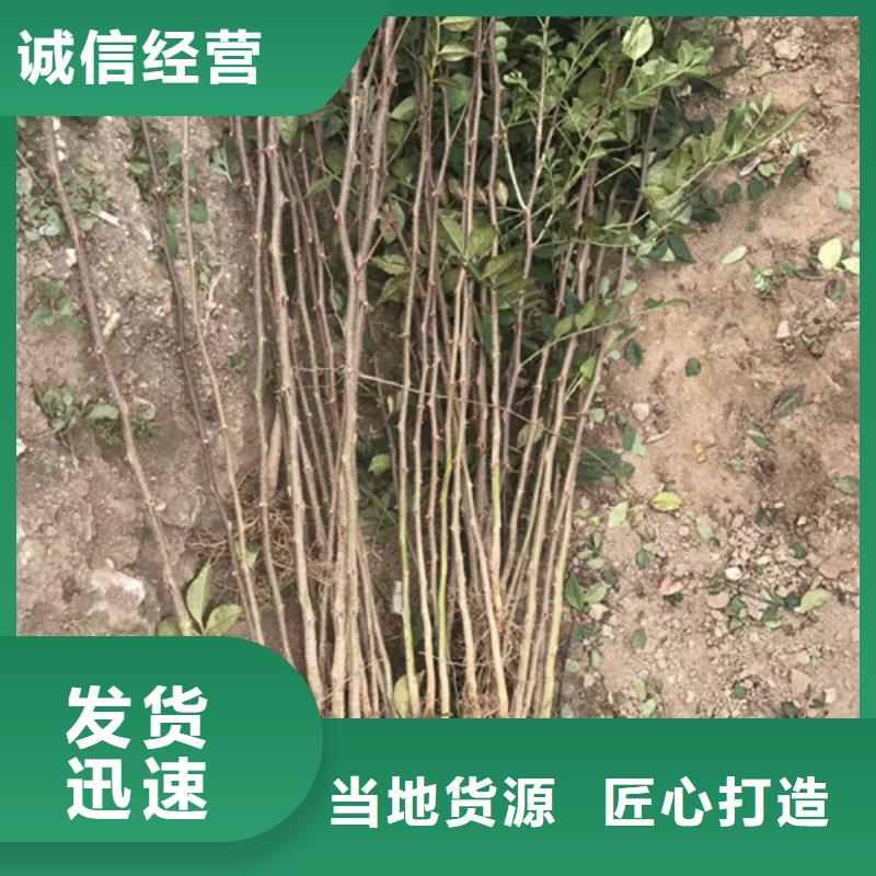 花椒苗板栗苗使用方法