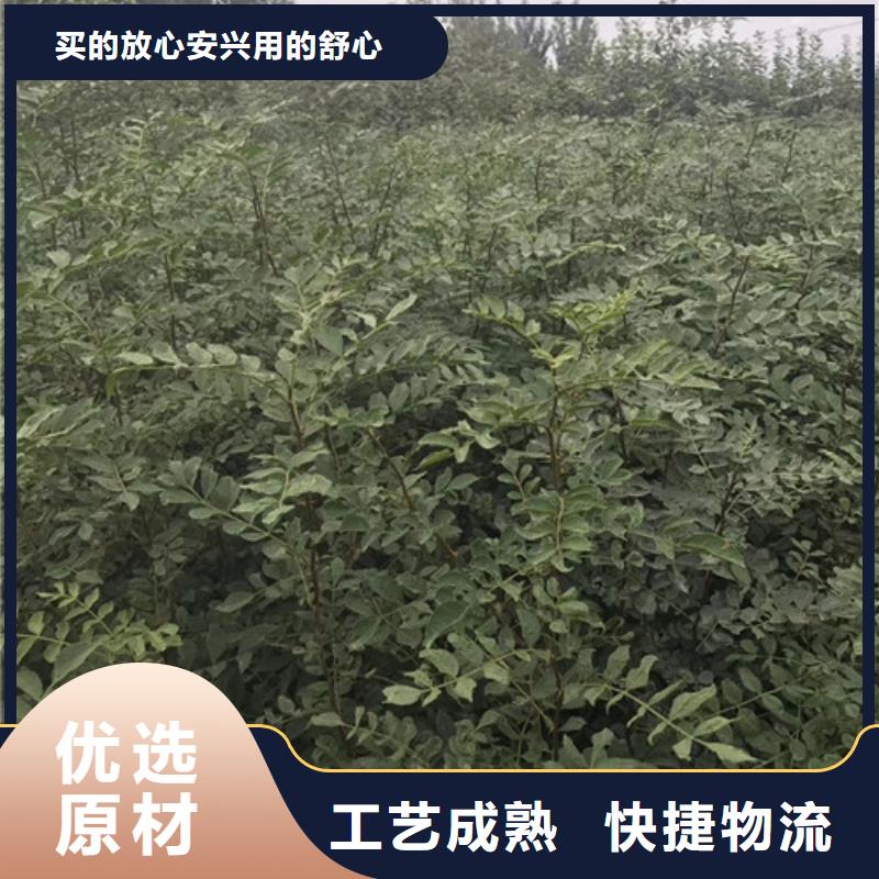 花椒苗_板栗苗质检严格放心品质