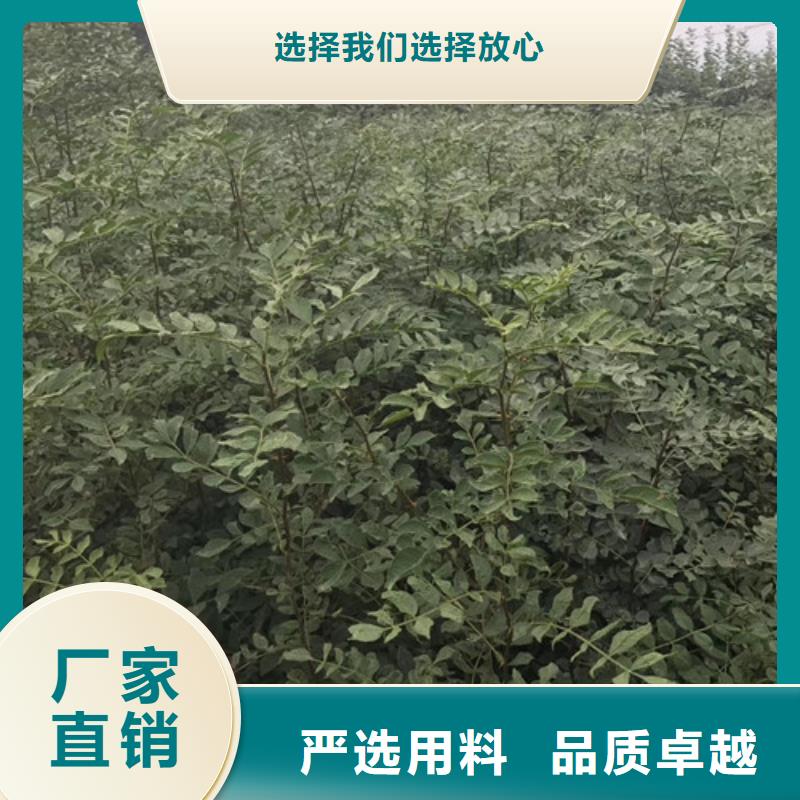 花椒苗板栗苗使用方法