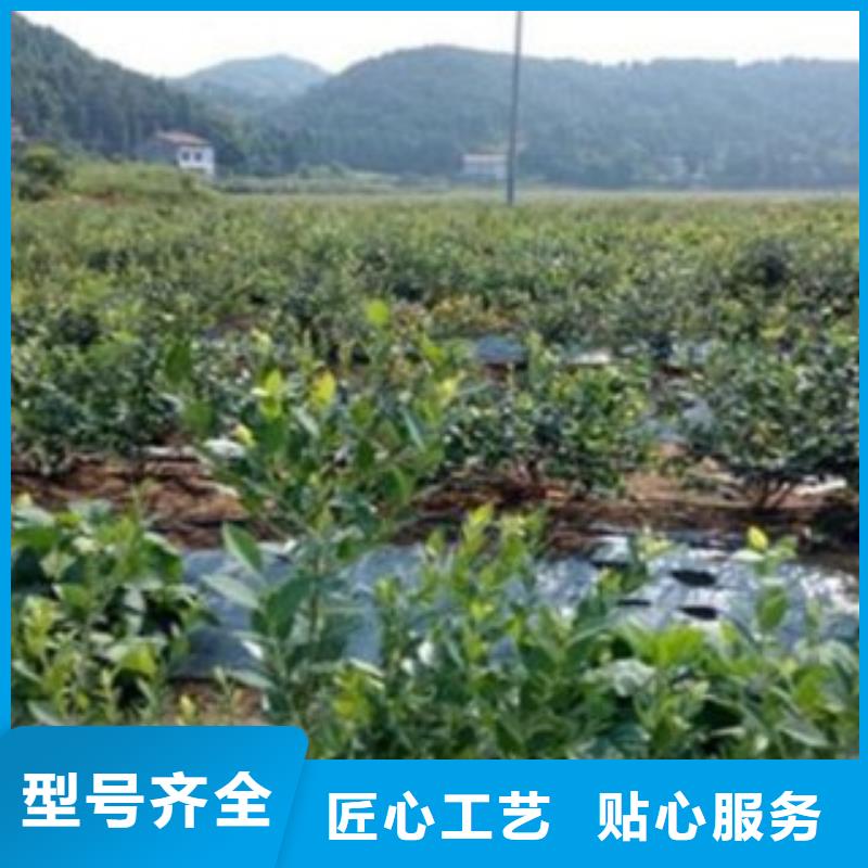 蓝莓苗_【花椒苗】一站式采购商家