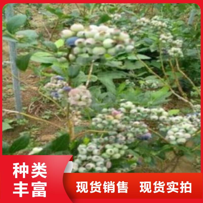 山楂苗视频-山楂苗-广东省阳江市阳春|阳东|江门|惠州|肇庆|深圳|茂名【当地】经销商