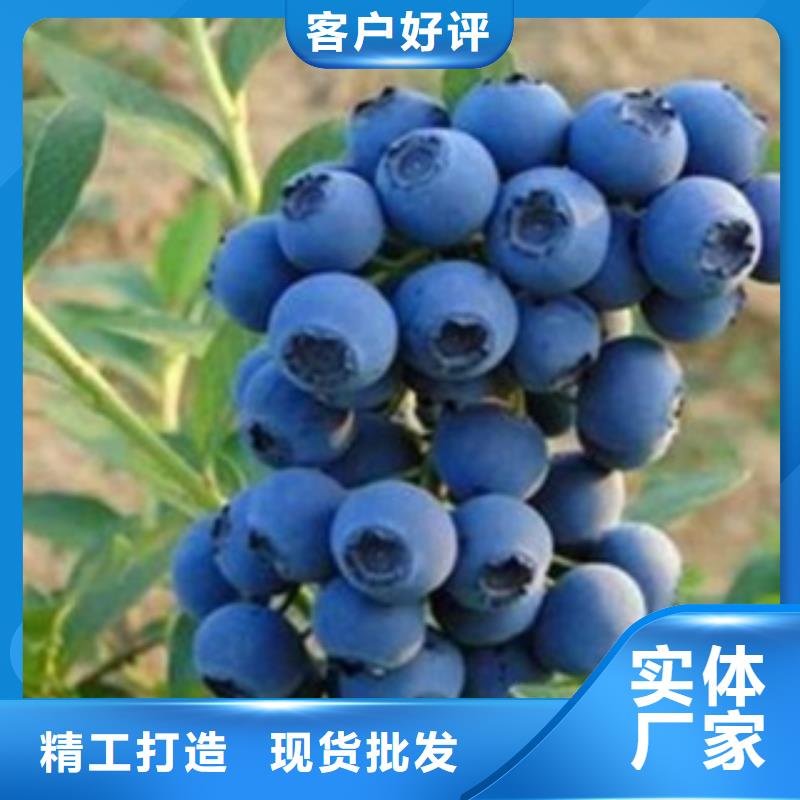 蓝莓苗_【花椒苗】一站式采购商家