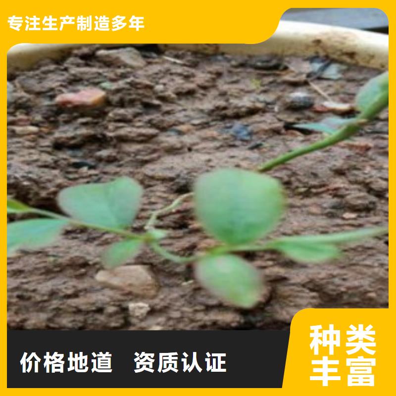 蓝莓苗-苹果苗品类齐全
