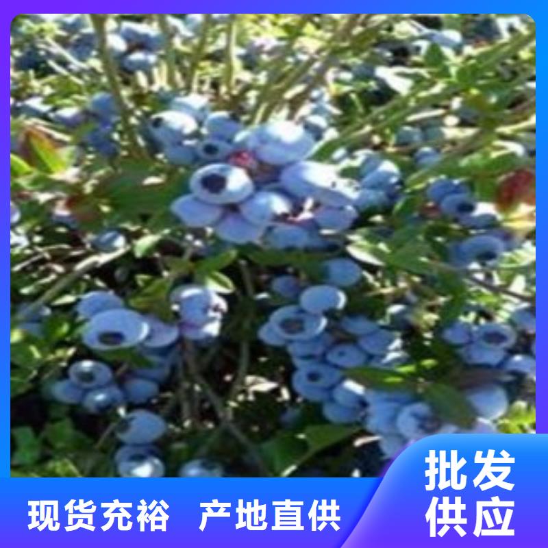 山楂苗视频-山楂苗-广东省阳江市阳春|阳东|江门|惠州|肇庆|深圳|茂名【当地】经销商