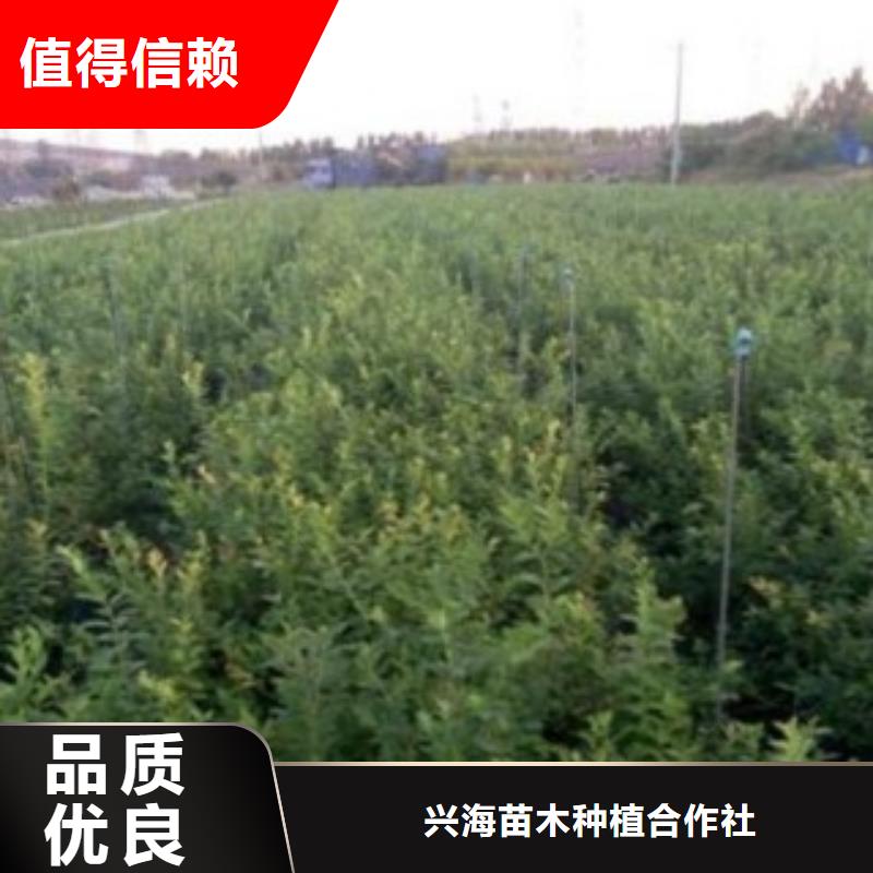 山楂苗视频-山楂苗-广东省阳江市阳春|阳东|江门|惠州|肇庆|深圳|茂名【当地】经销商