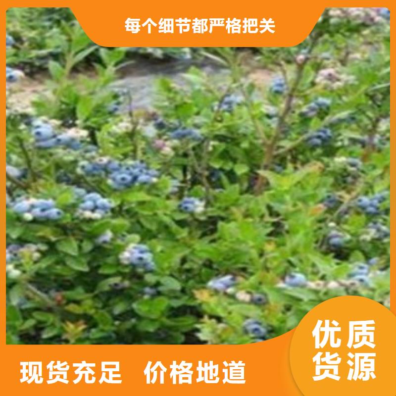 蓝莓苗-苹果苗品类齐全