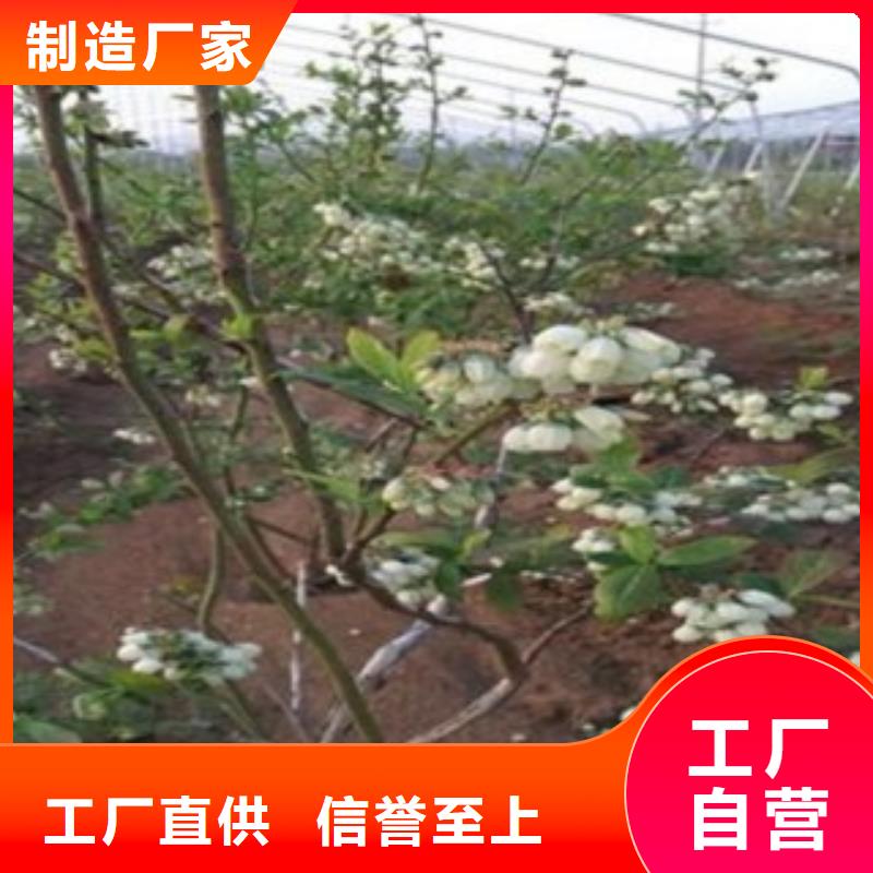 蓝莓苗板栗苗厂家技术完善