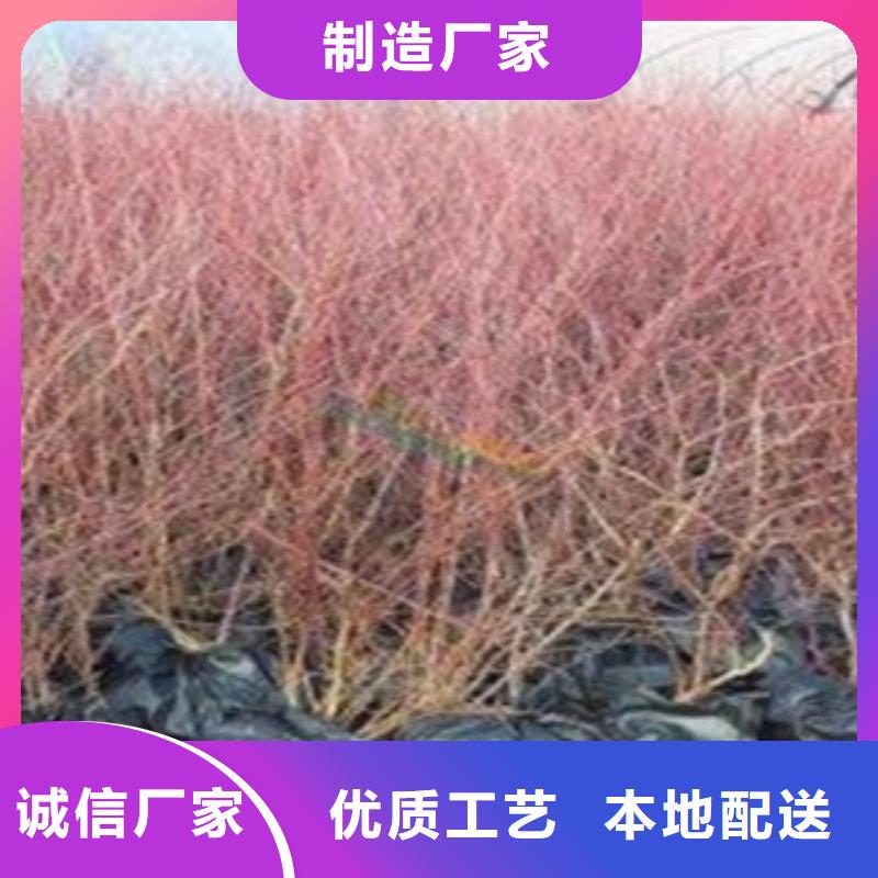 蓝莓苗_【花椒苗】一站式采购商家