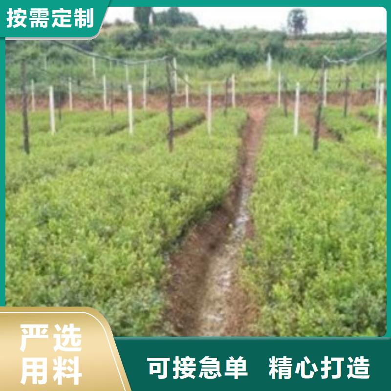 蓝莓苗-苹果苗品类齐全