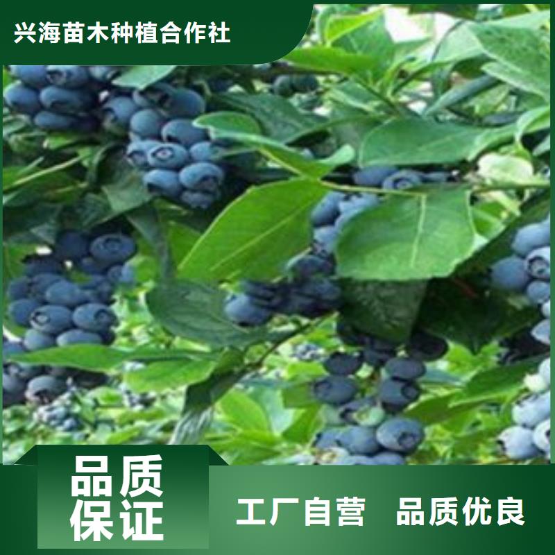 【蓝莓苗】李子苗按需定制真材实料