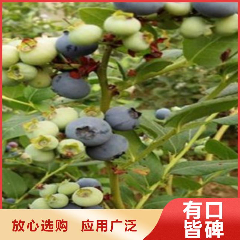 【蓝莓苗】李子苗按需定制真材实料