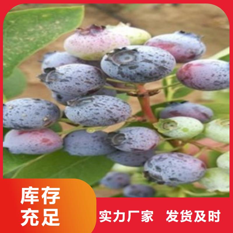 蓝莓苗-苹果苗品类齐全