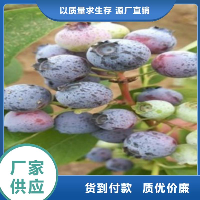 【蓝莓苗】李子苗按需定制真材实料