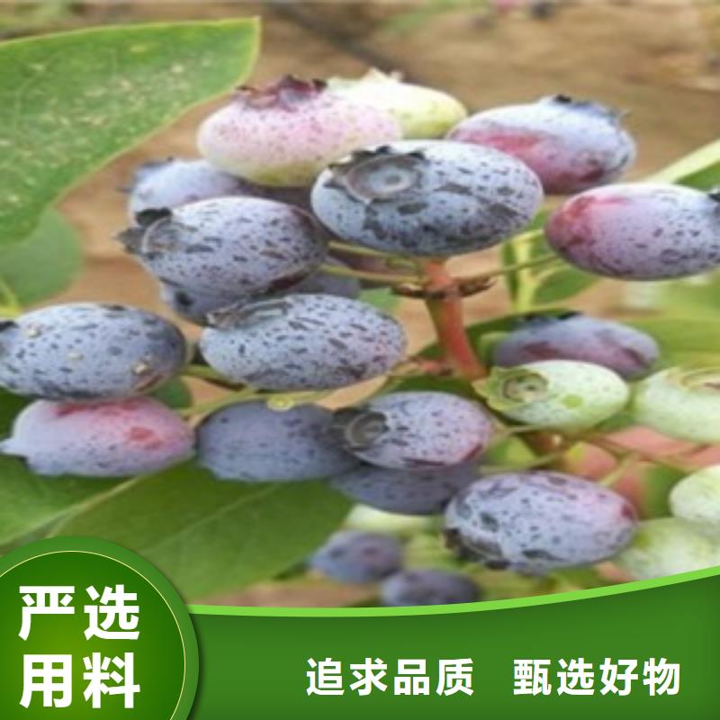 蓝莓苗_【花椒苗】一站式采购商家