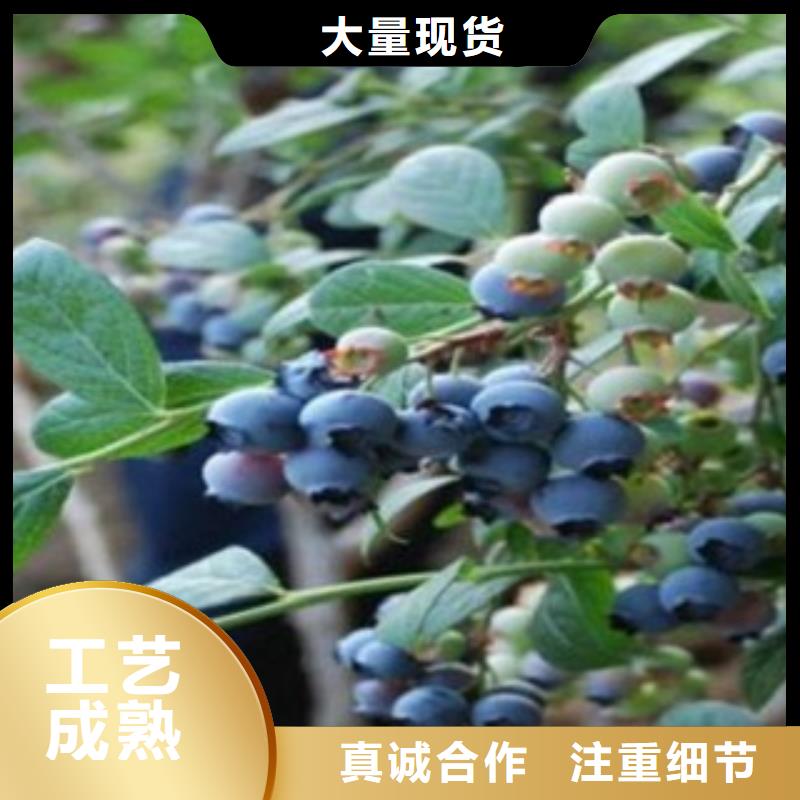 【蓝莓苗】李子苗按需定制真材实料