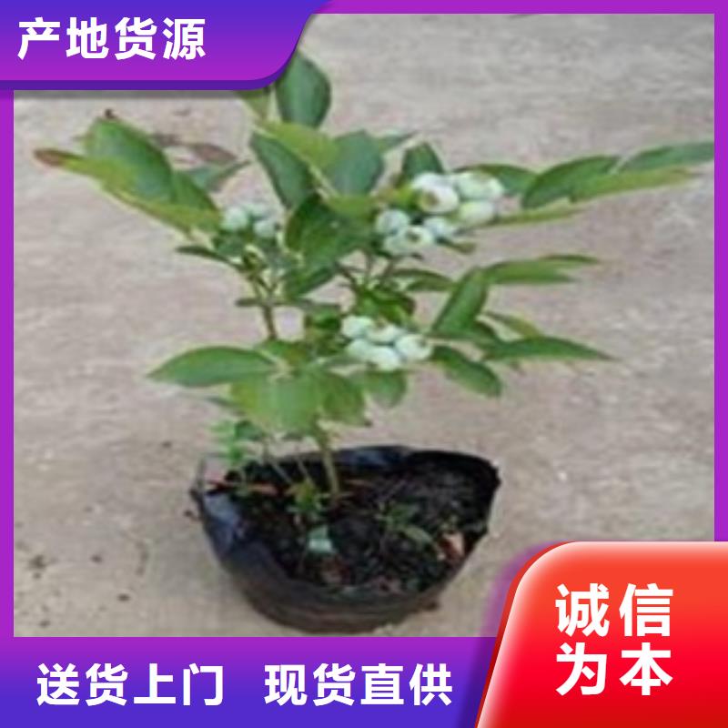 【蓝莓苗】李子苗按需定制真材实料