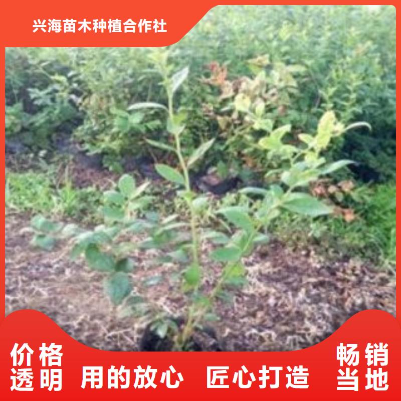 蓝莓苗葡萄苗每个细节都严格把关