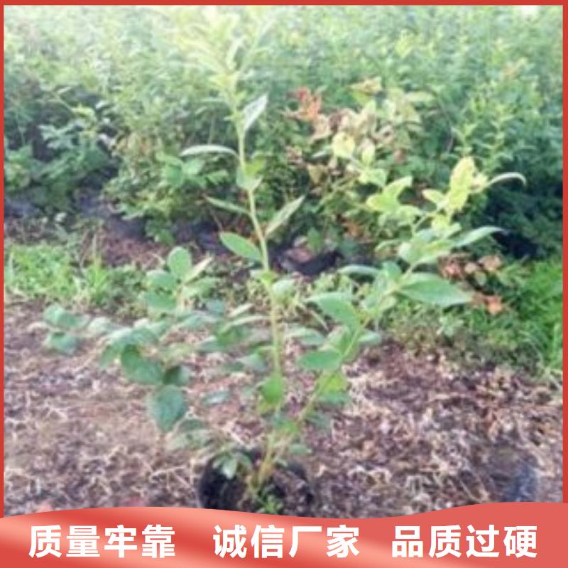 【蓝莓苗】李子苗按需定制真材实料
