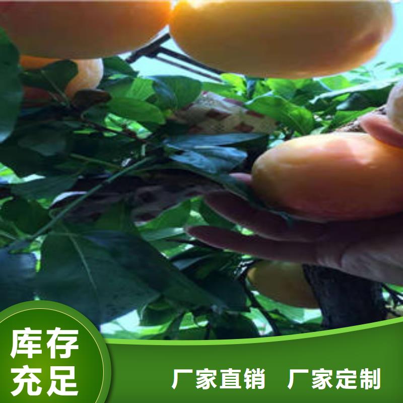 李子苗苹果苗按需定制真材实料