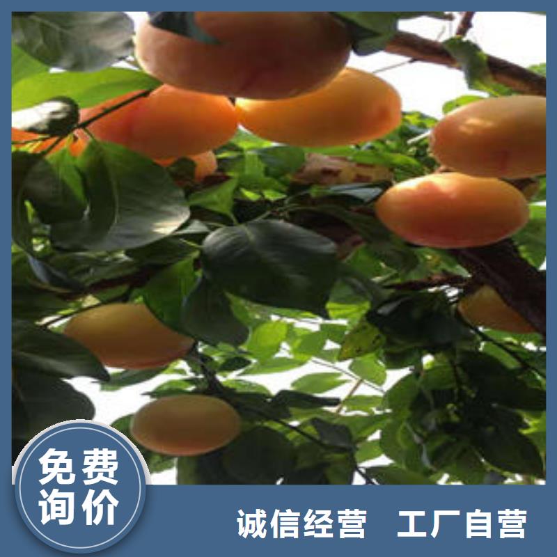 【李子苗-花椒苗质量检测】