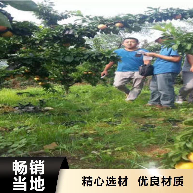 李子苗桃树苗源头厂家来图定制