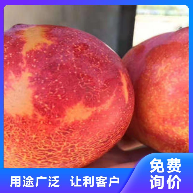 李子苗畅销当地
