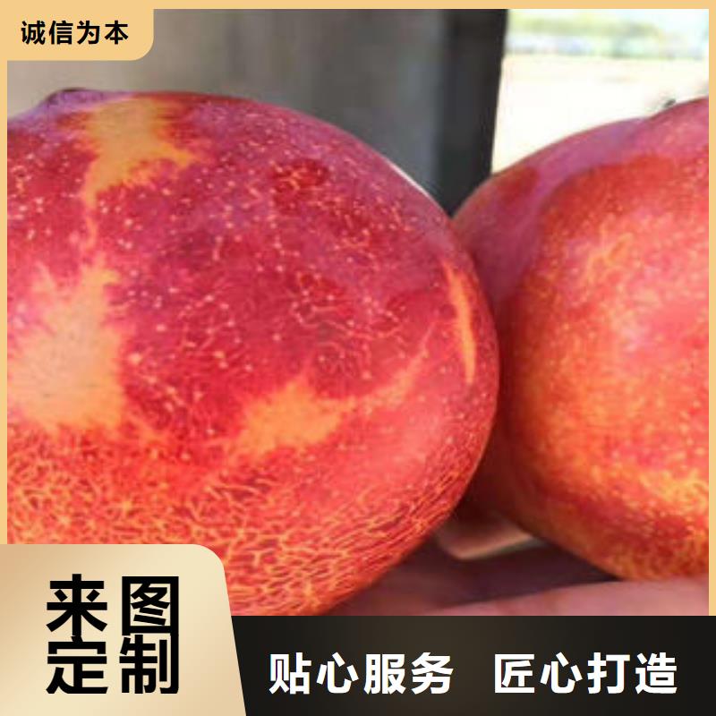 李子苗蓝莓苗您想要的我们都有