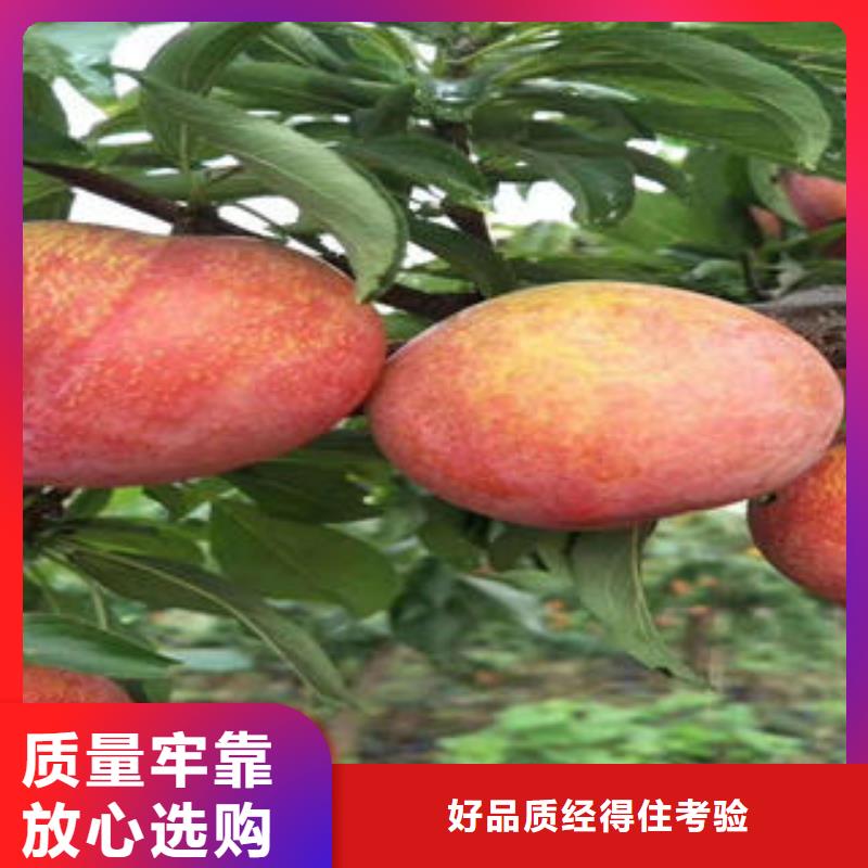 李子苗-苹果苗低价货源