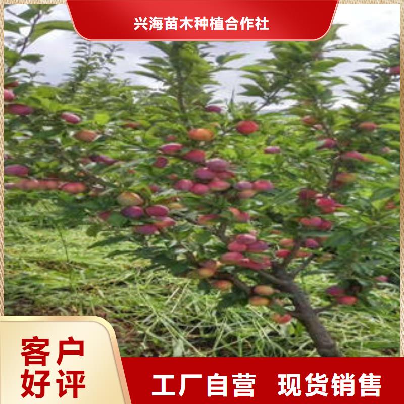 李子苗桃树苗源头厂家来图定制