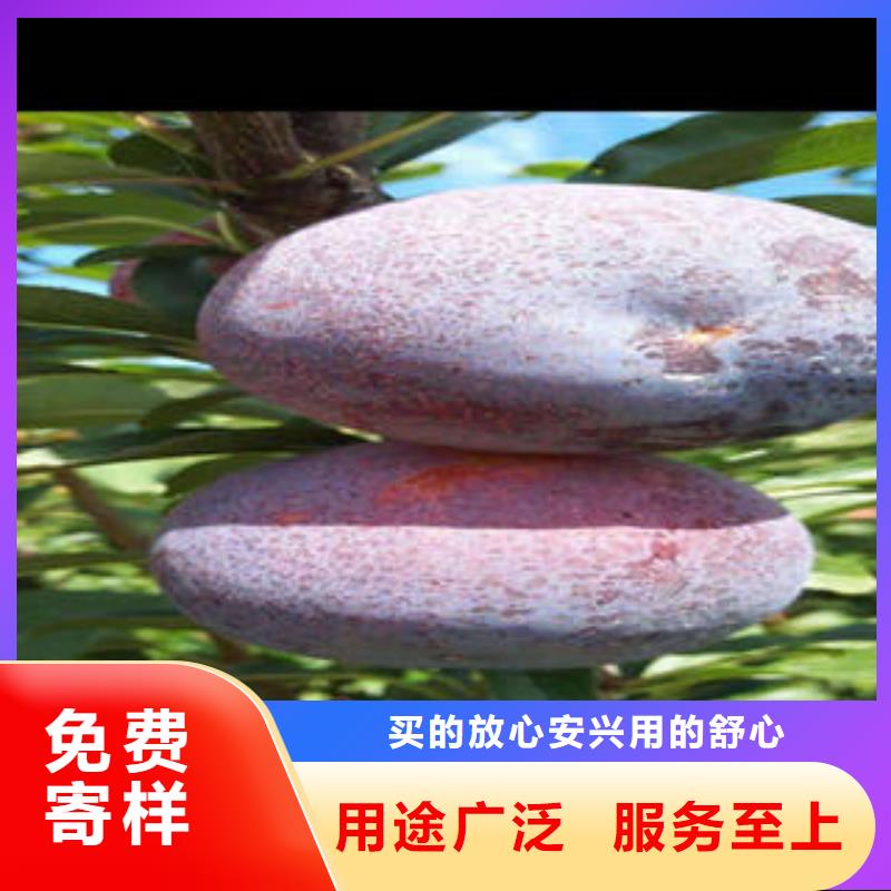 李子苗苹果苗按需定制真材实料