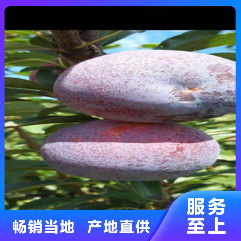 【李子苗,核桃苗厂家质量过硬】
